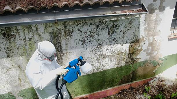 Top rated local Mold Remediation specialists in Reading, MI